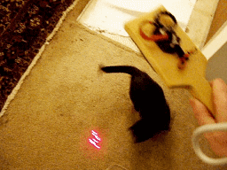 Inferior laser devices are great for cat toys!